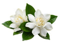 White Blooms Live Flowering Gardenia Shrub Set of Two A17426