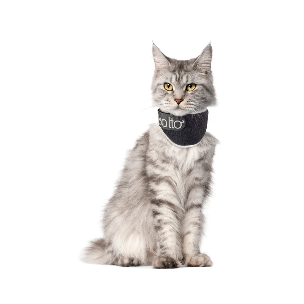 Padded Cat Recovery Collar G872407
